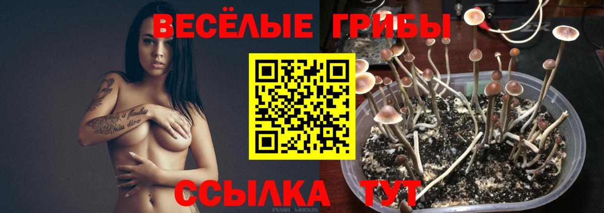 Псилоцибиновые грибы Psilocybine cubensis  Вход с VPN  Когалым 